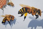 Bee Mindful   They are Important